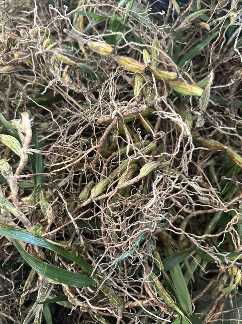 石橄榄批发石橄榄半干通货干货加工厂专用双叶大果