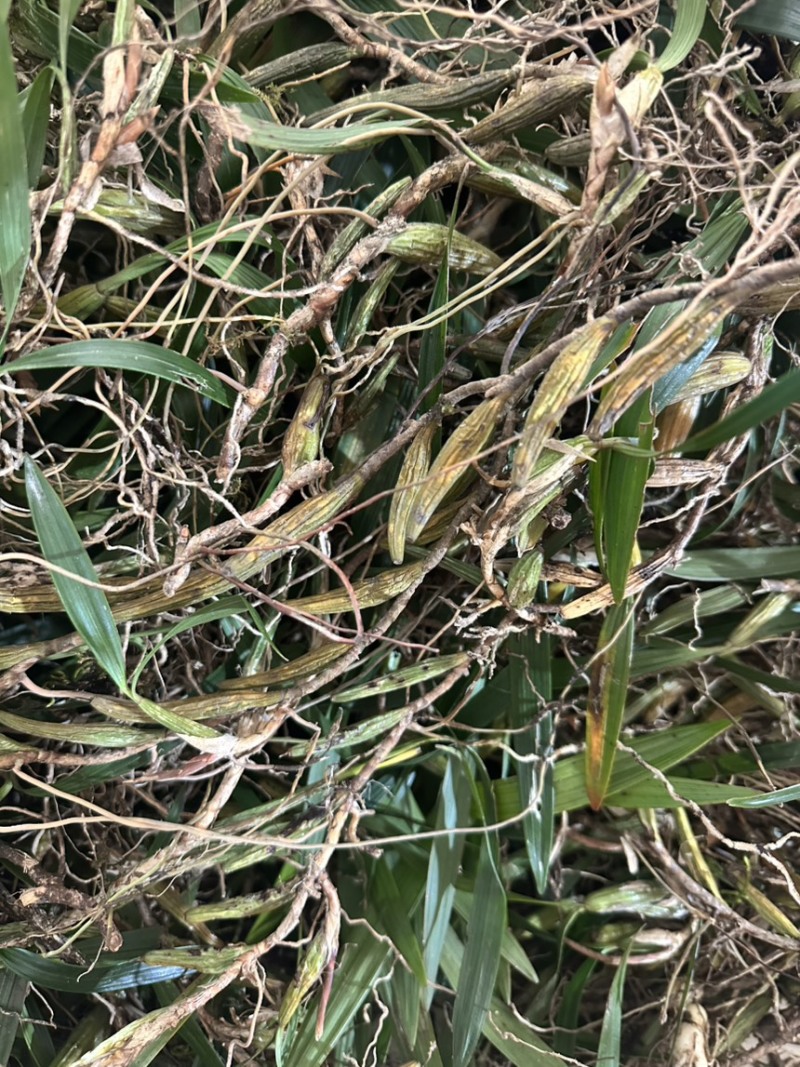 石橄榄批发石橄榄半干通货干货加工厂专用双叶大果