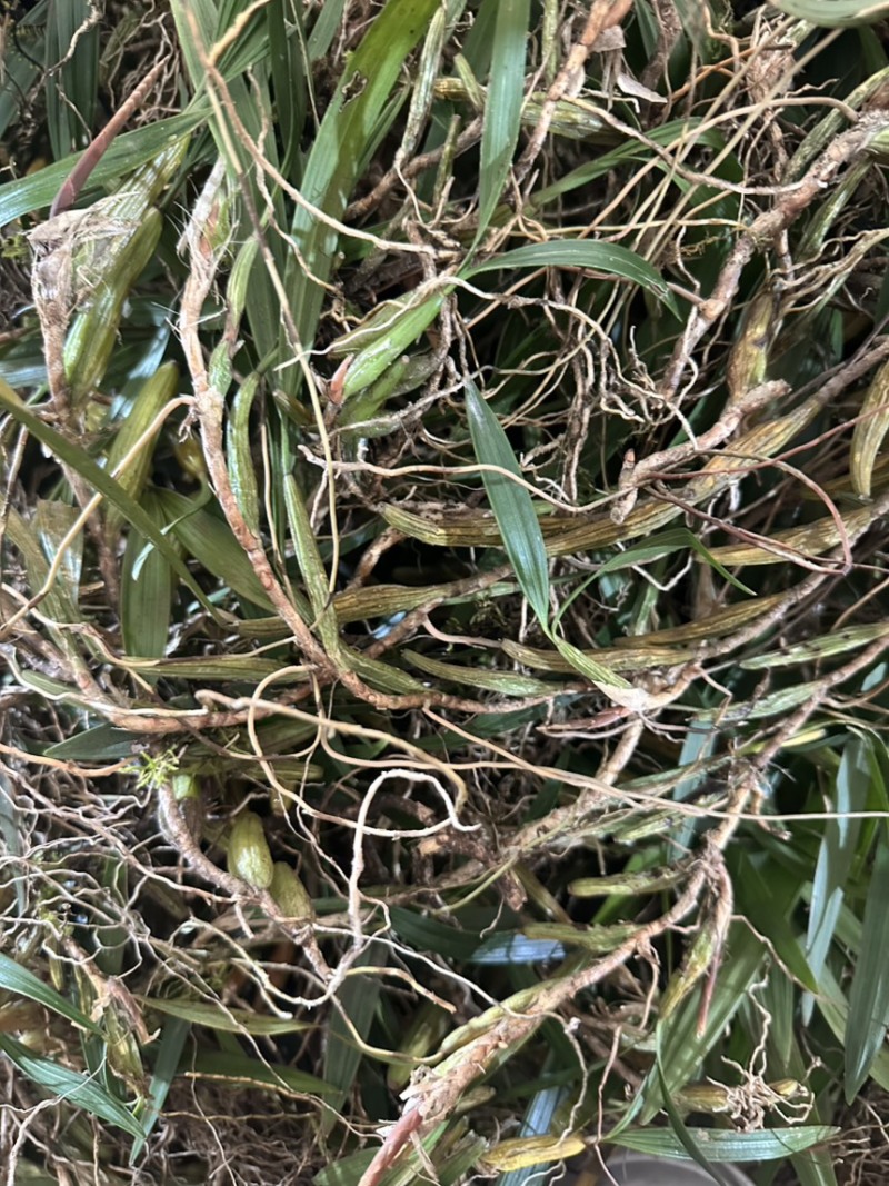 石橄榄批发石橄榄半干通货干货加工厂专用双叶大果