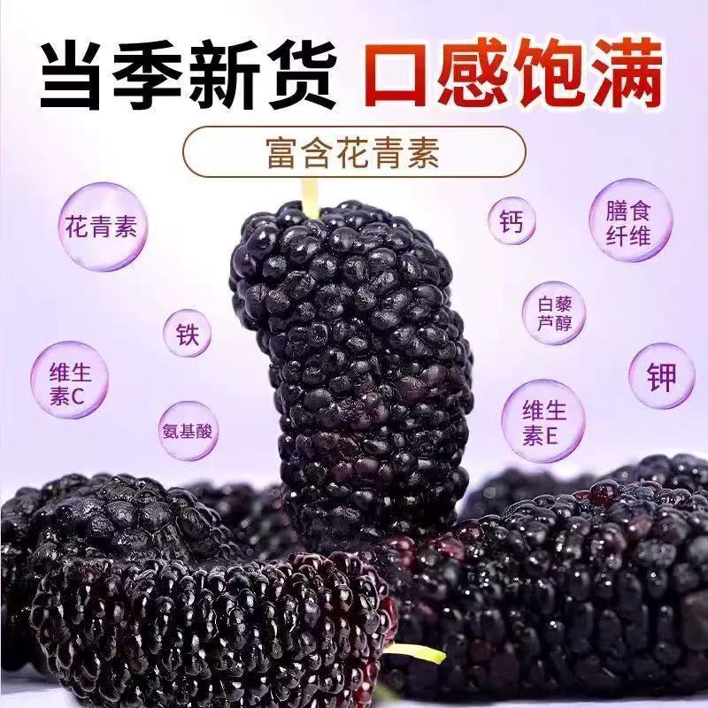 干净无沙新货桑葚干496g黑桑葚果四川桑果干无硫正品净重