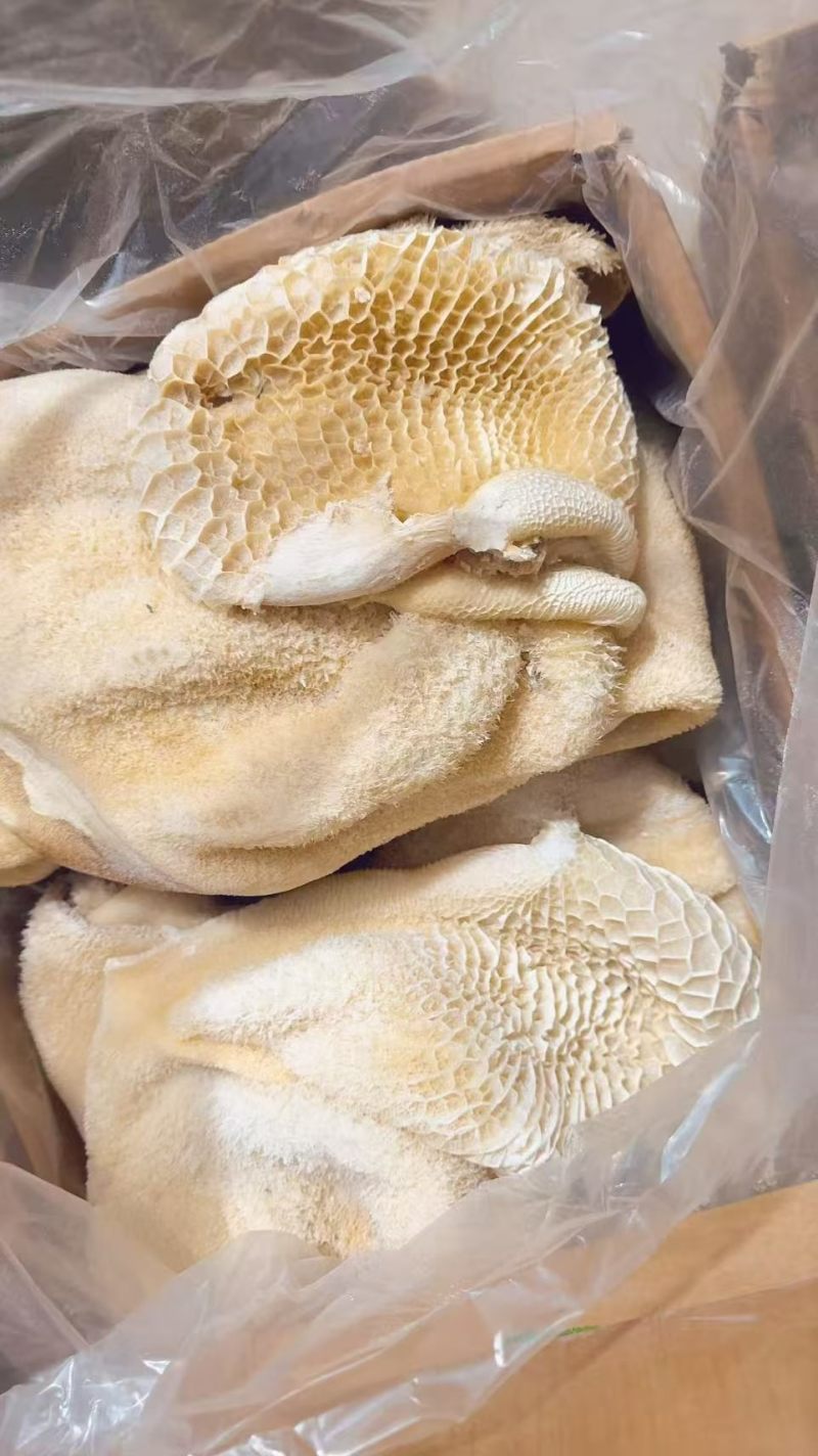 【熟牛肚】半成品牛肚，纯干牛肚，无减法，无水发，出成率高