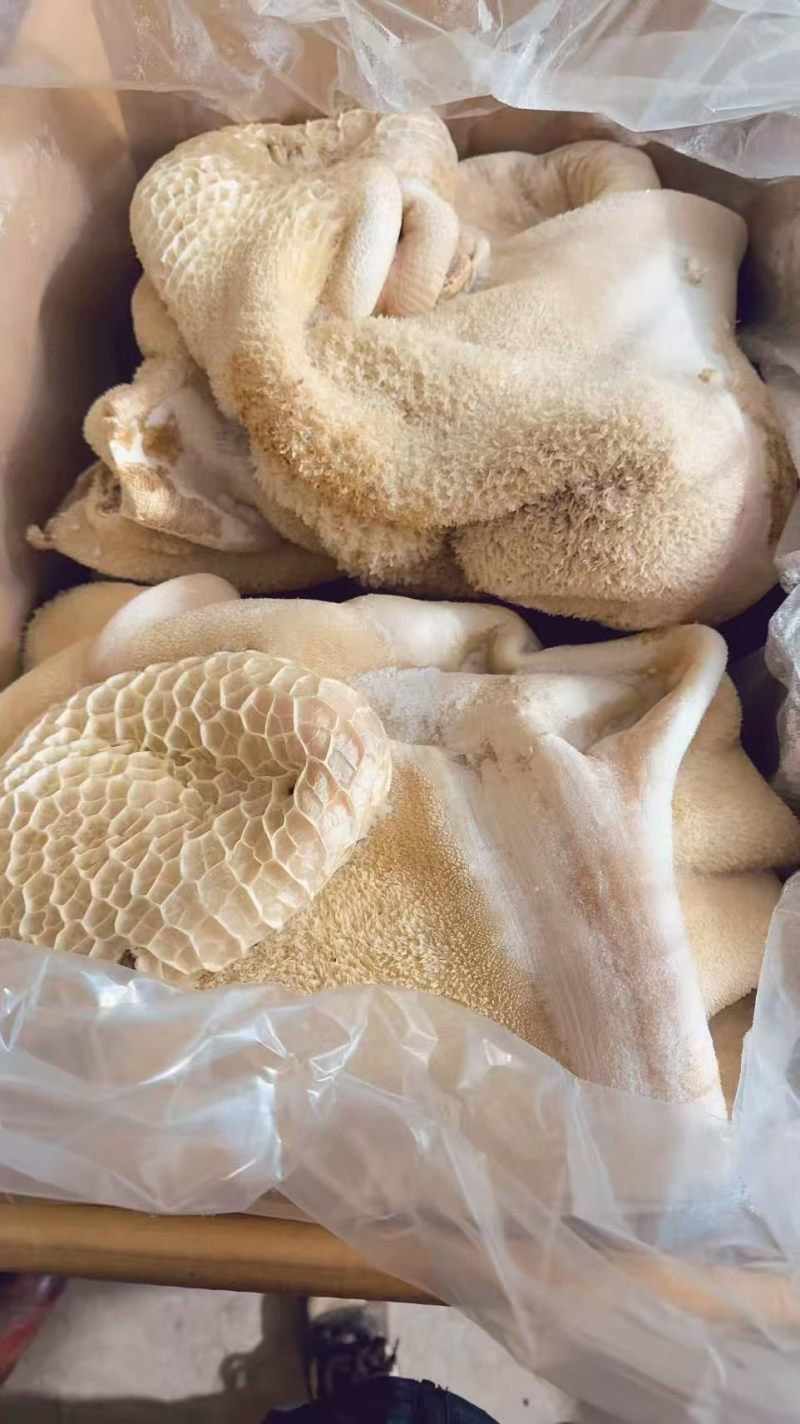 【熟牛肚】半成品牛肚，纯干牛肚，无减法，无水发，出成率高