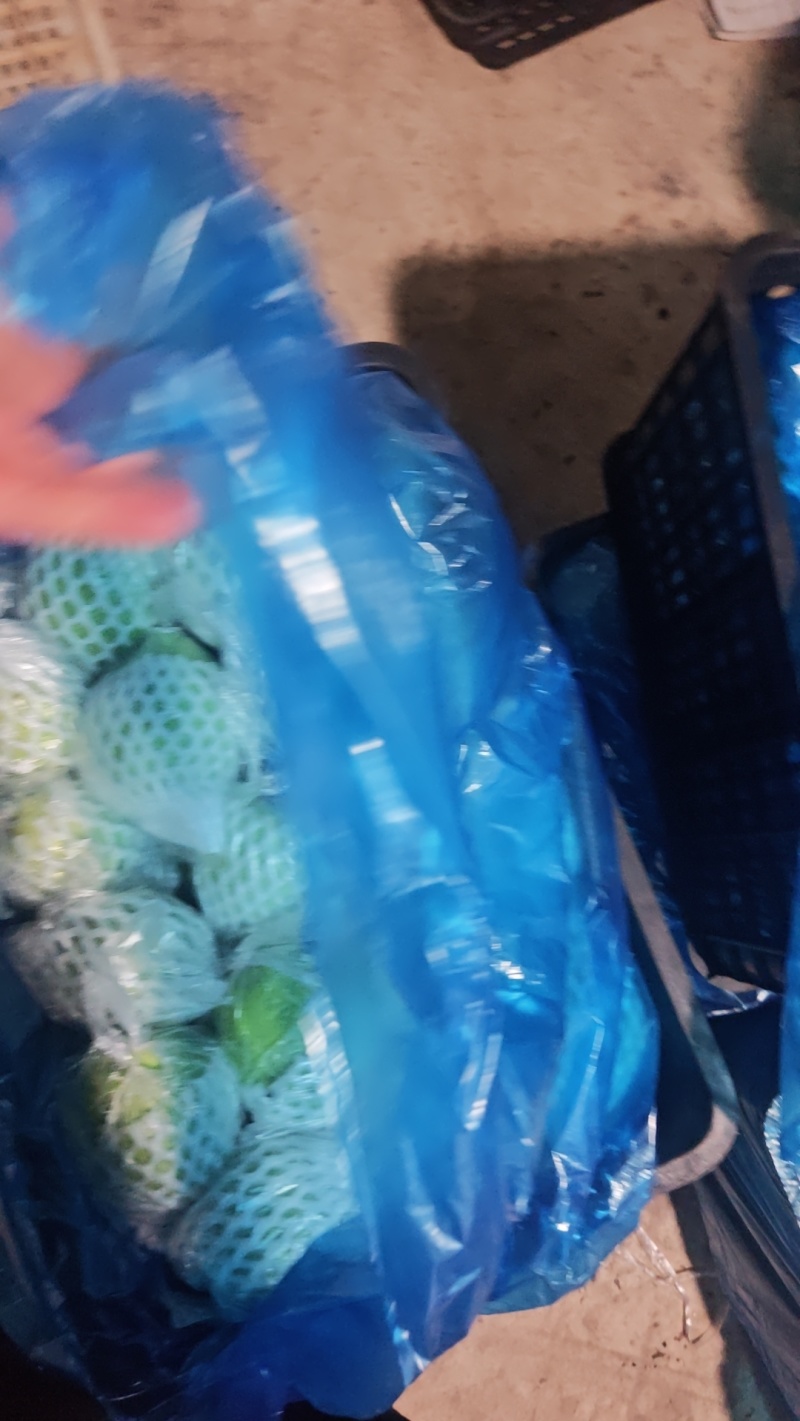 本地番石榴专业代办，看货采摘，诚信对接