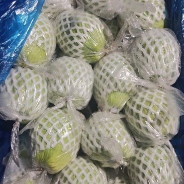 本地番石榴专业代办，看货采摘，诚信对接