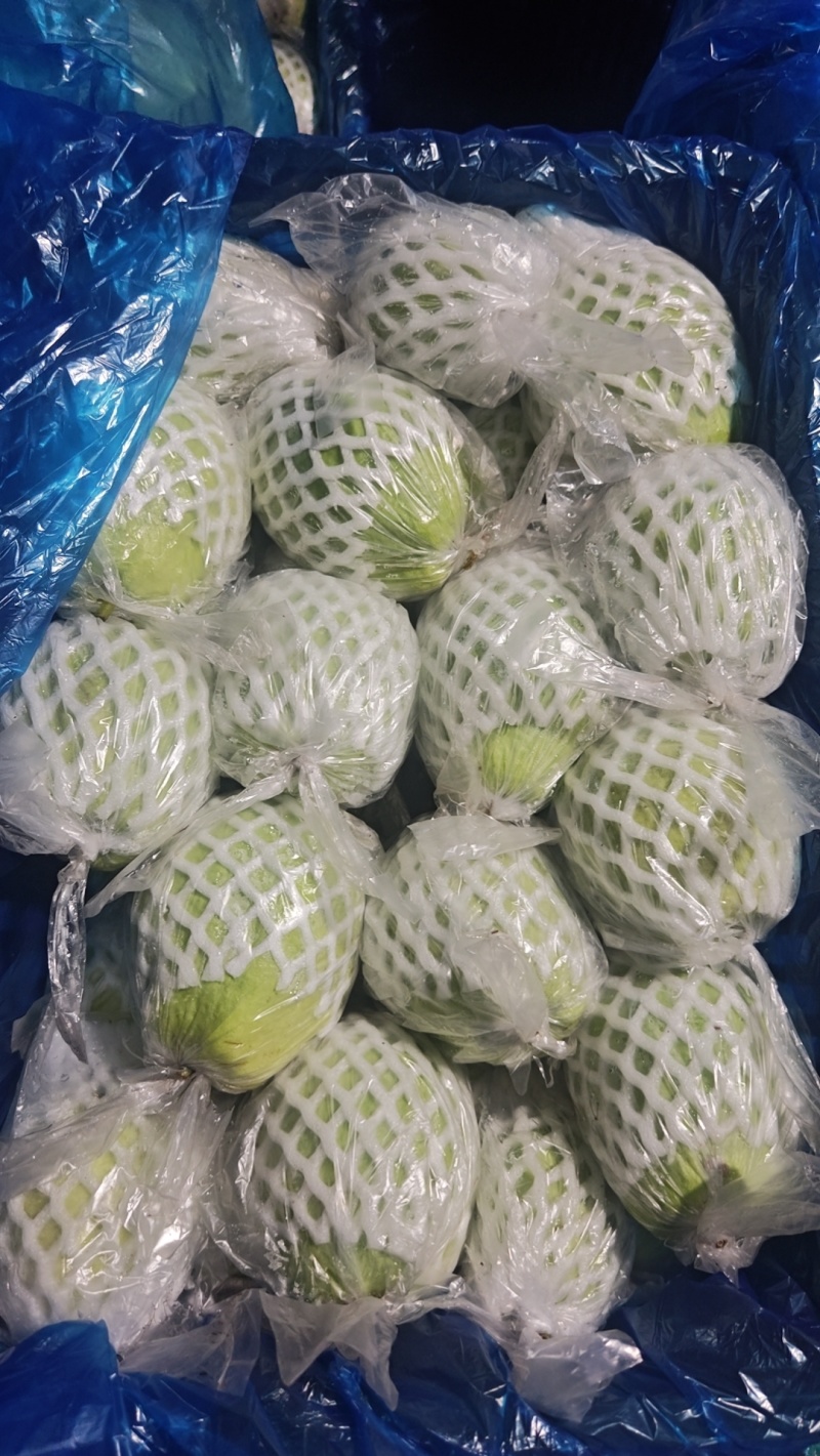 本地番石榴专业代办，看货采摘，诚信对接