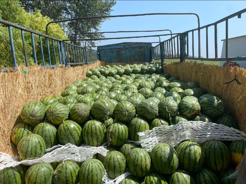 （甜王西瓜）无籽西瓜/产地货源/大量供应/欢迎来电优惠