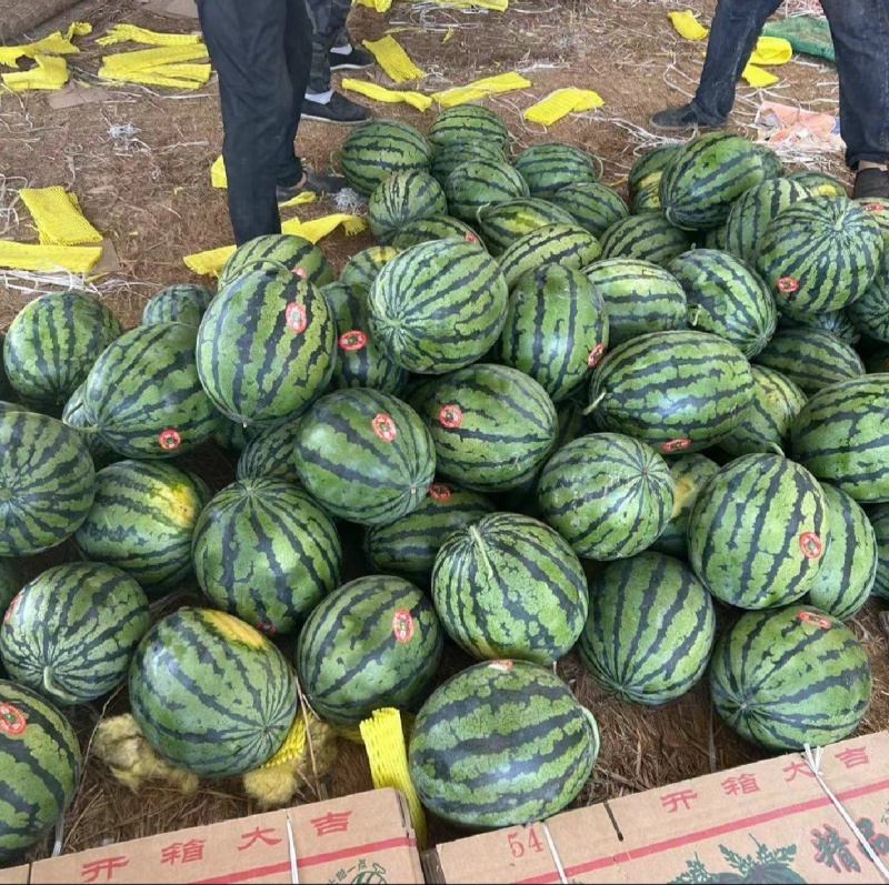 （甜王西瓜）无籽西瓜/产地货源/大量供应/欢迎来电优惠