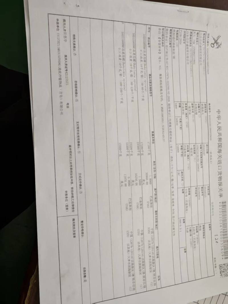 巴基斯坦花螺50/80