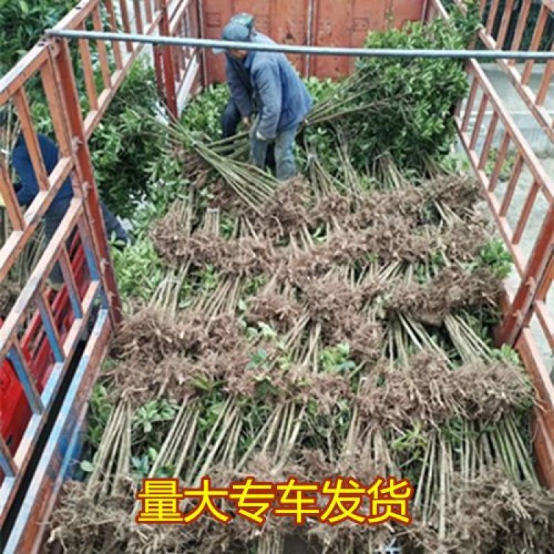 退田处理公分树苗桂花树金桂丹桂八月占地征地盆栽庭院正宗桂