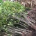 退田处理公分树苗桂花树金桂丹桂八月占地征地盆栽庭院正宗桂