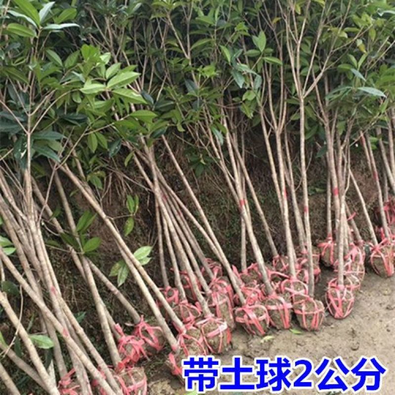 退田处理公分树苗桂花树金桂丹桂八月占地征地盆栽庭院正宗桂
