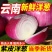 （精品洋葱）紫皮洋葱/红皮洋葱/专业代办/全国供应货源