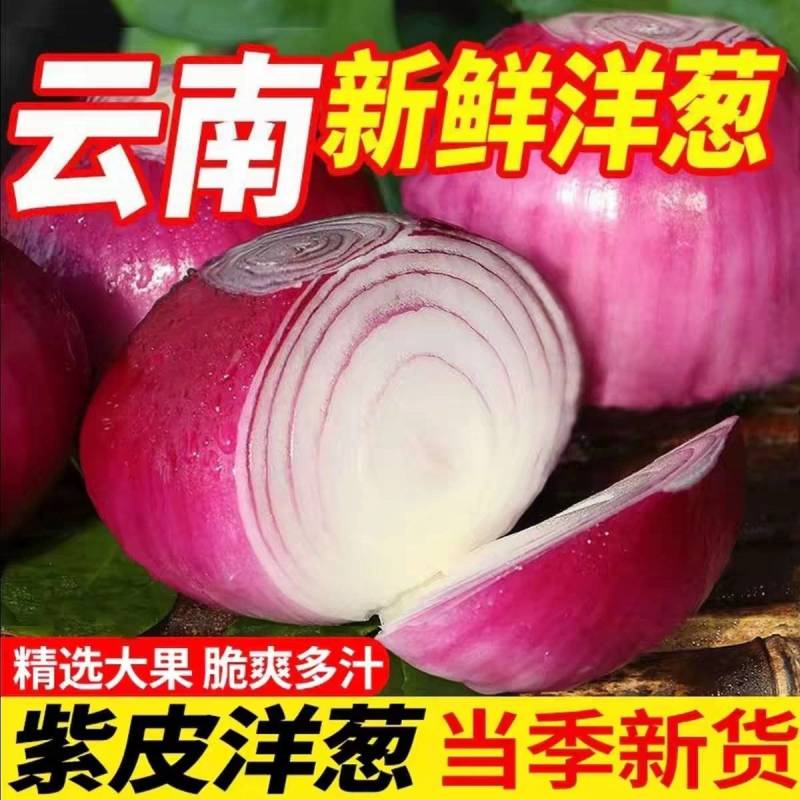 （精品洋葱）紫皮洋葱/红皮洋葱/专业代办/全国供应货源