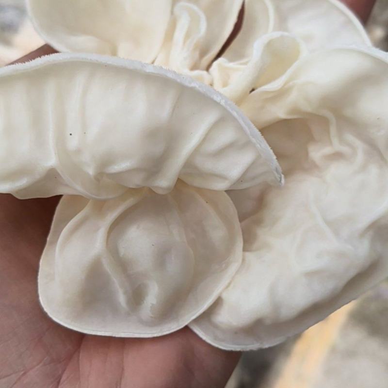 竹耳白木耳大白木耳产地农场直销一手货源