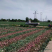 （精品洋葱）紫皮洋葱/红皮洋葱/专业代办/全国供应货源