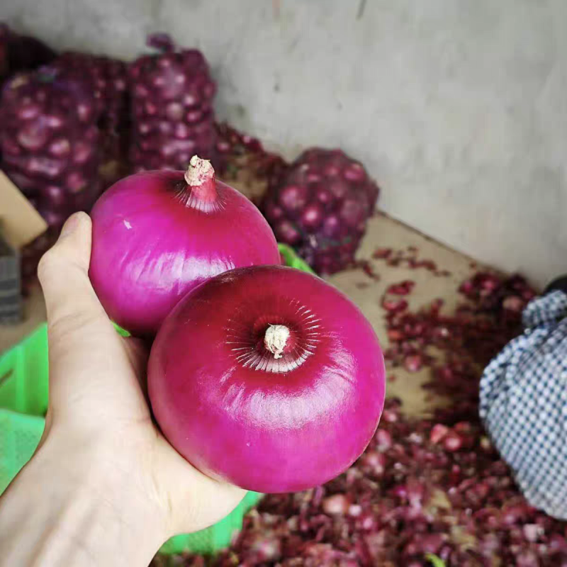 （精品洋葱）紫皮洋葱/红皮洋葱/专业代办/全国供应货源
