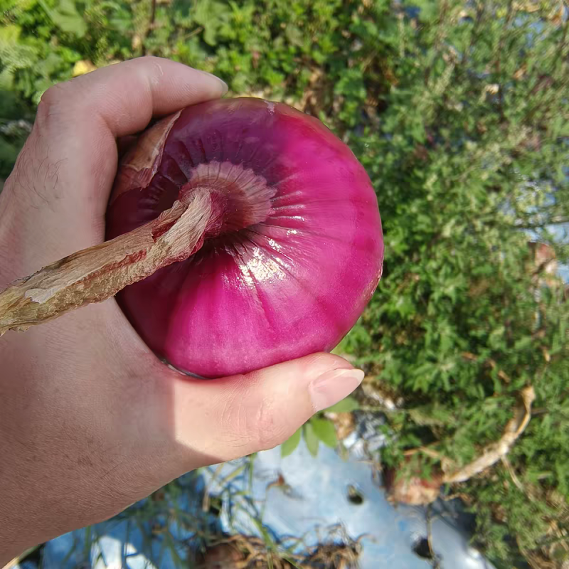 （精品洋葱）紫皮洋葱/红皮洋葱/专业代办/全国供应货源
