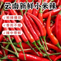 （云南小米椒）朝天椒/云南辣椒/产地货源/专业代办团队