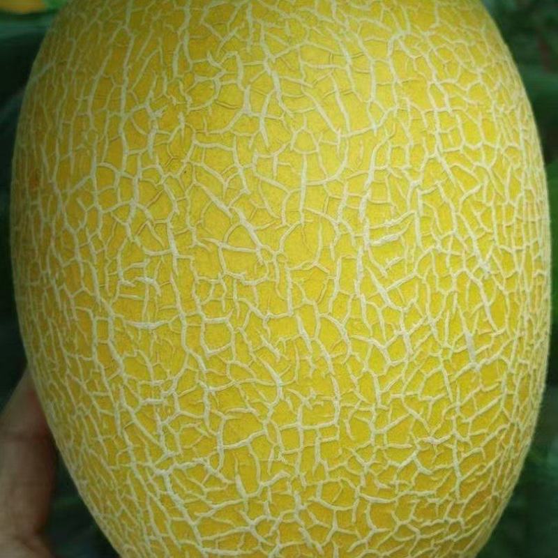 新疆火焰山金色年华哈密瓜