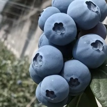蓝莓
