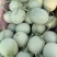 山东网纹瓜