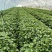 红薯苗、秦五薯苗、西瓜红薯苗、济薯26薯苗