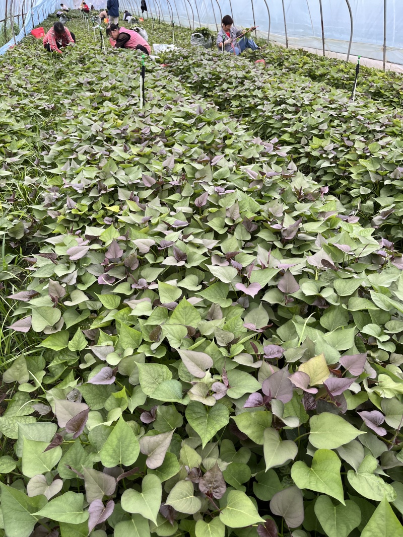 红薯苗、秦五薯苗、西瓜红薯苗、济薯26薯苗