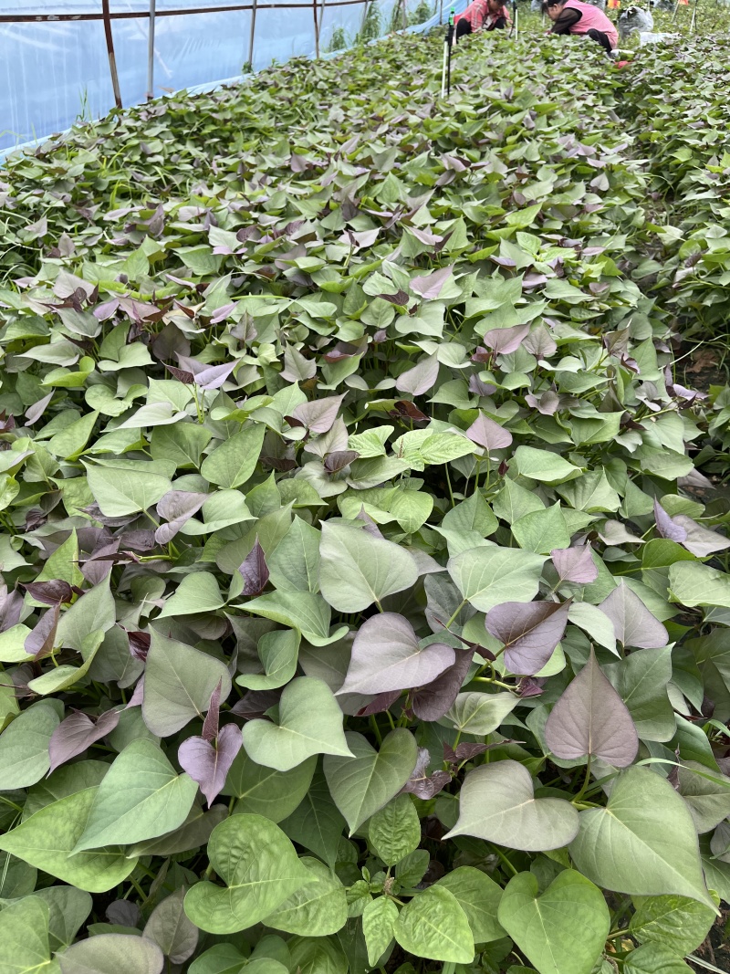 红薯苗、秦五薯苗、西瓜红薯苗、济薯26薯苗
