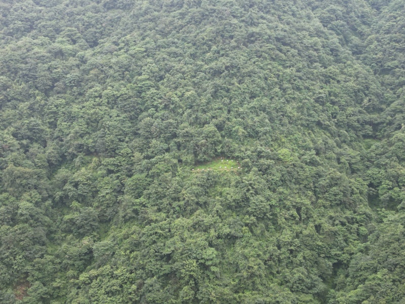原生态土蜂蜜