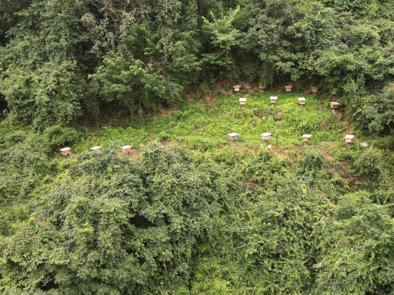 原生态土蜂蜜