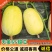 【精品】天美55甜瓜/大量供应/产地直发/品质保障