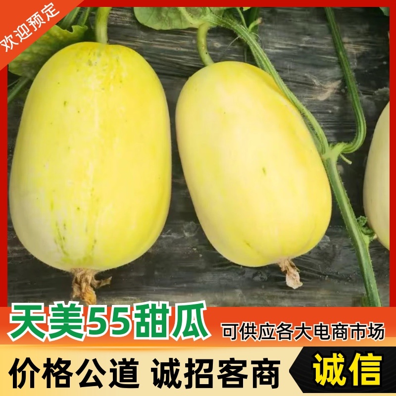 【精品】天美55甜瓜/大量供应/产地直发/品质保障