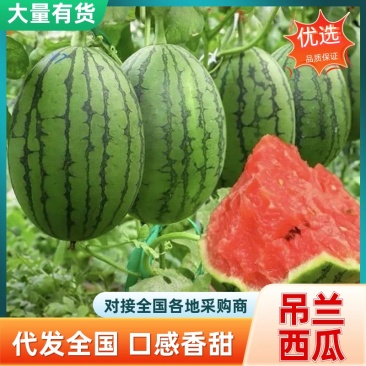 吊兰西瓜小糖丸西瓜全美2K早春红玉供应全国档口商超社团电