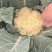 河南开封杞县有机花菜