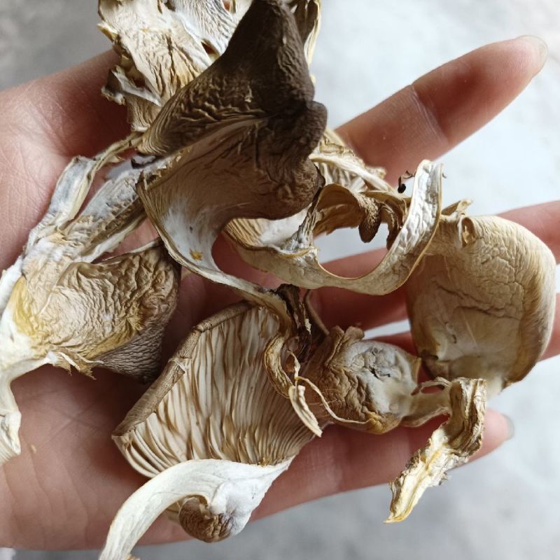 平菇丝新鲜蘑菇干菌菇类凤尾菇好食平干蘑菇农家干货一整箱