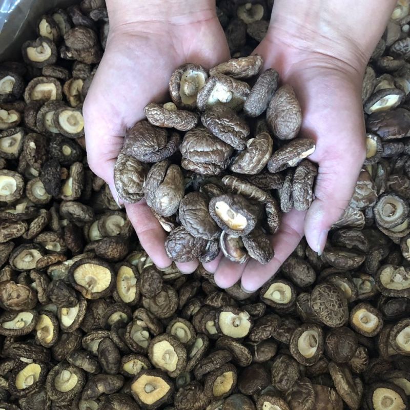 菌逸然农家香菇干货批发肉厚农家椴木小蘑菇新货食用菌商用菌