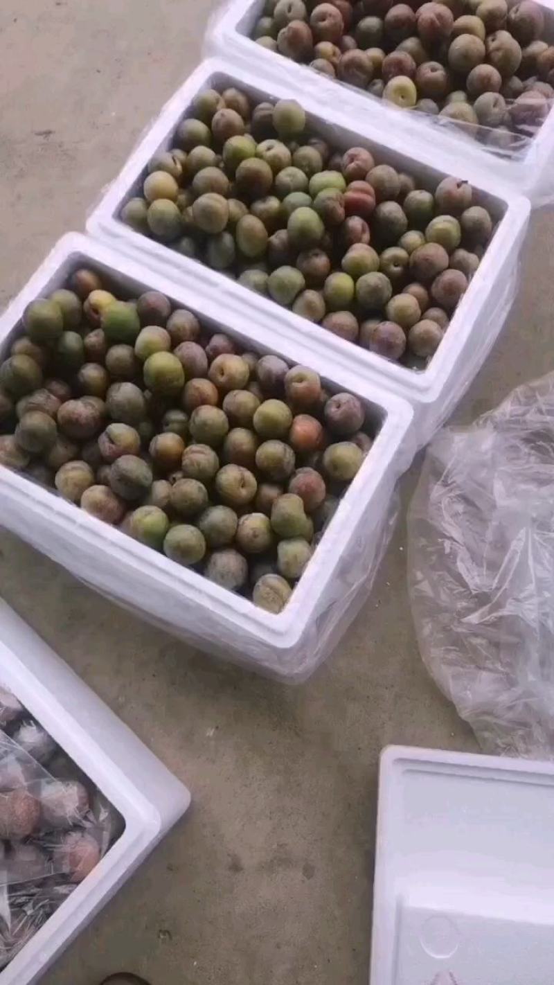三华李
