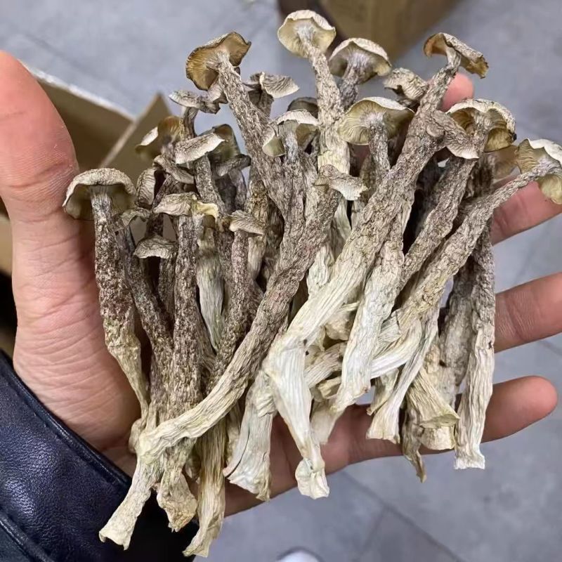 鹿茸菇干货煲汤炖汤食材***家用菌类组合虫草煲
