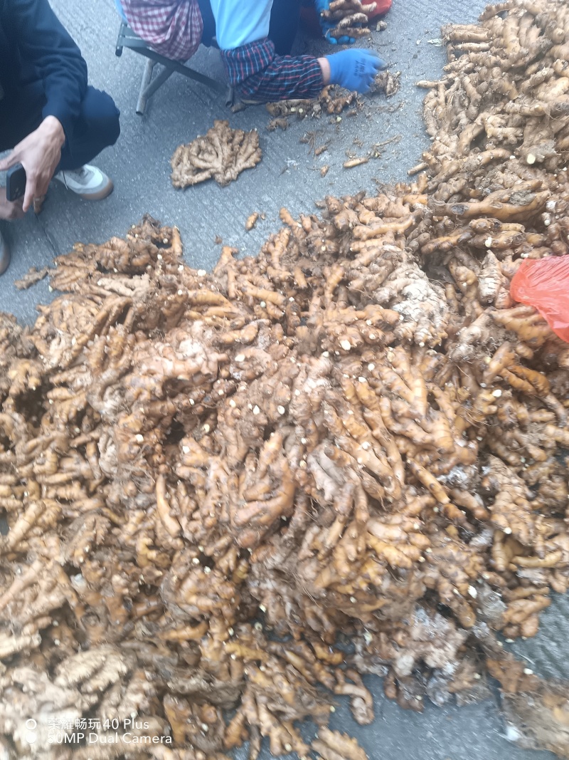 湖南汝城小黄姜
