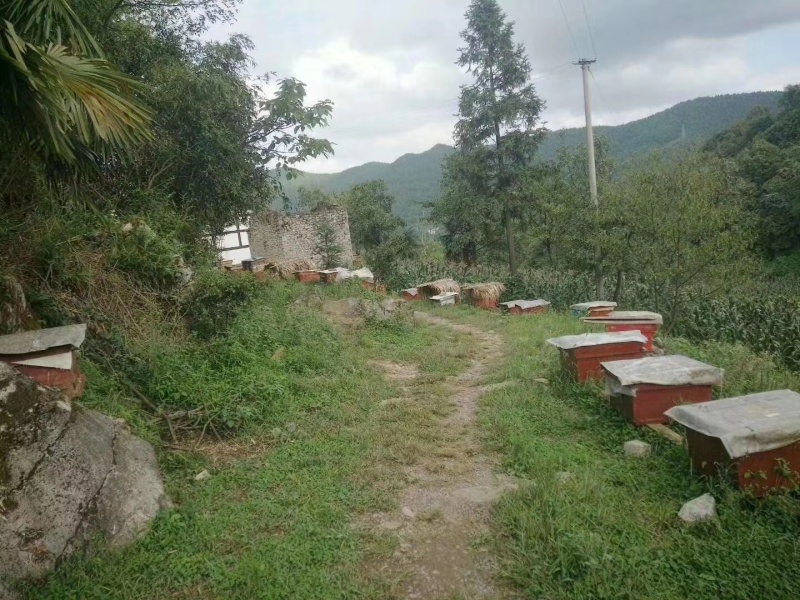 深山秘境百花蜜货源充足质量保证诚信经营欢迎采购