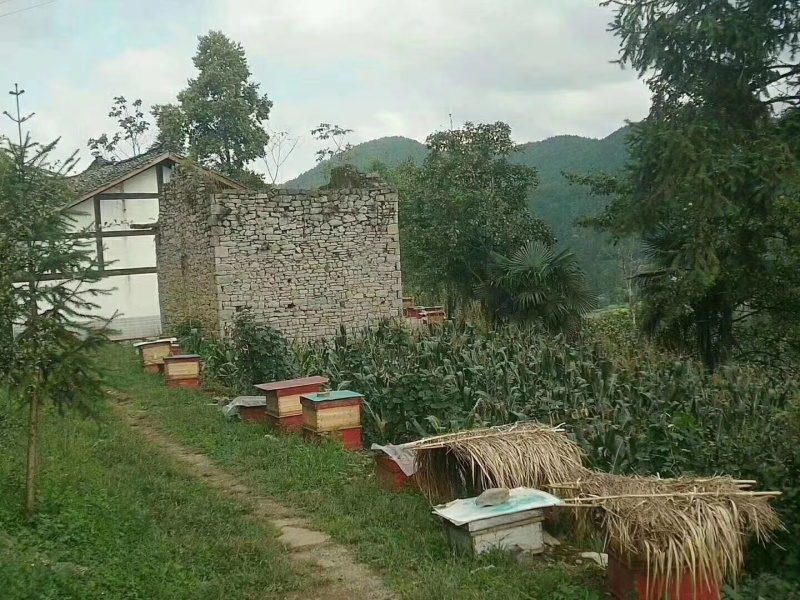 深山秘境百花蜜货源充足质量保证诚信经营欢迎采购