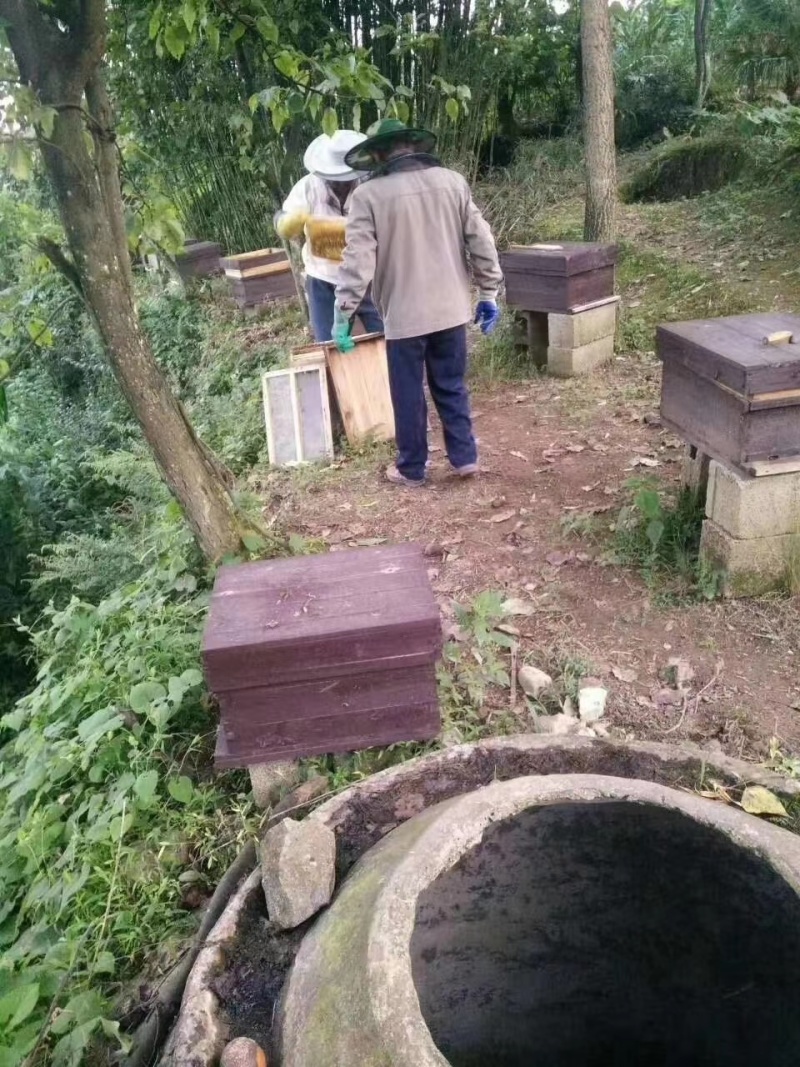 深山秘境百花蜜货源充足质量保证诚信经营欢迎采购