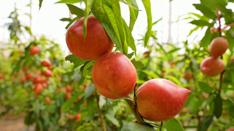 山东冠县现摘中油油桃当季水果大量供应