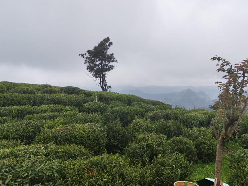 湘西高山云雾绿茶，红茶，电话和微***********