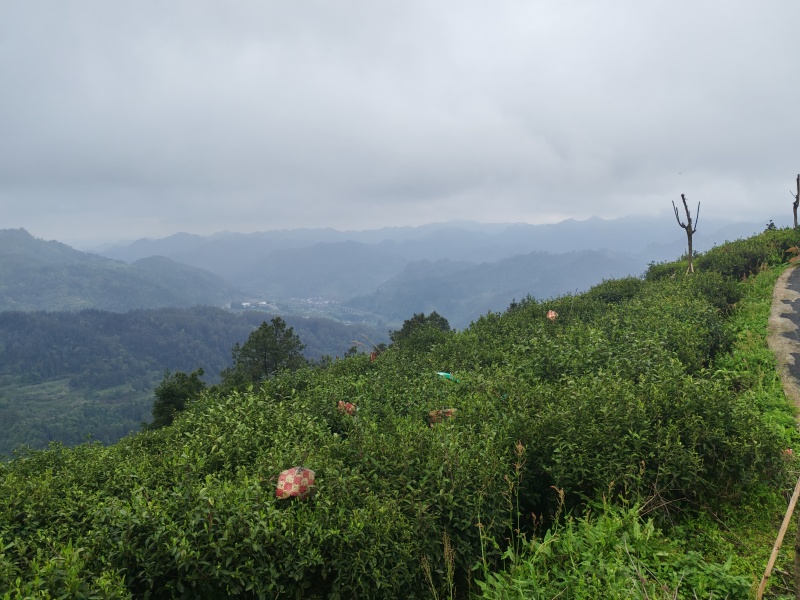 湘西高山云雾绿茶，红茶，电话和微***********