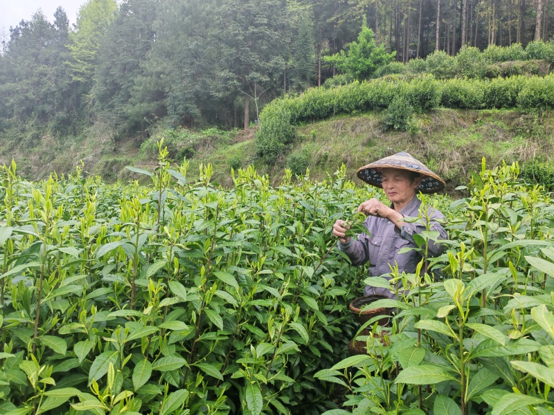 湘西高山云雾绿茶，红茶，电话和微***********