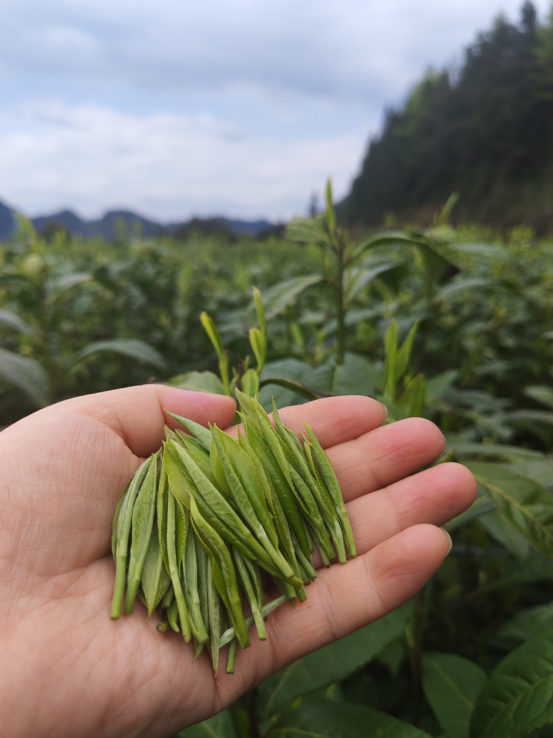 湘西高山云雾绿茶，红茶，电话和微***********