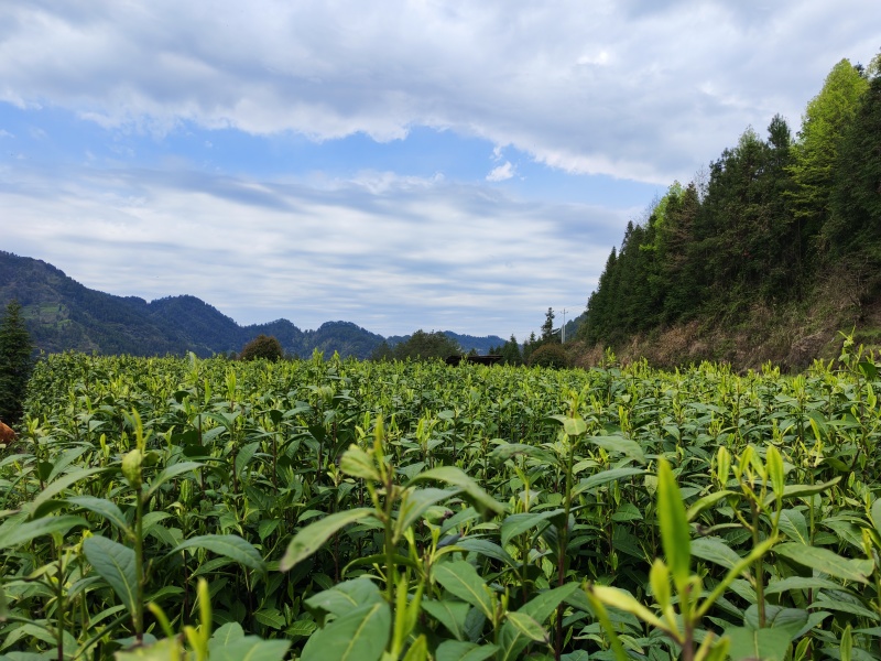 湘西高山云雾绿茶，红茶，电话和微***********