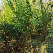 石榴树