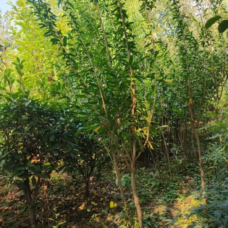 石榴树